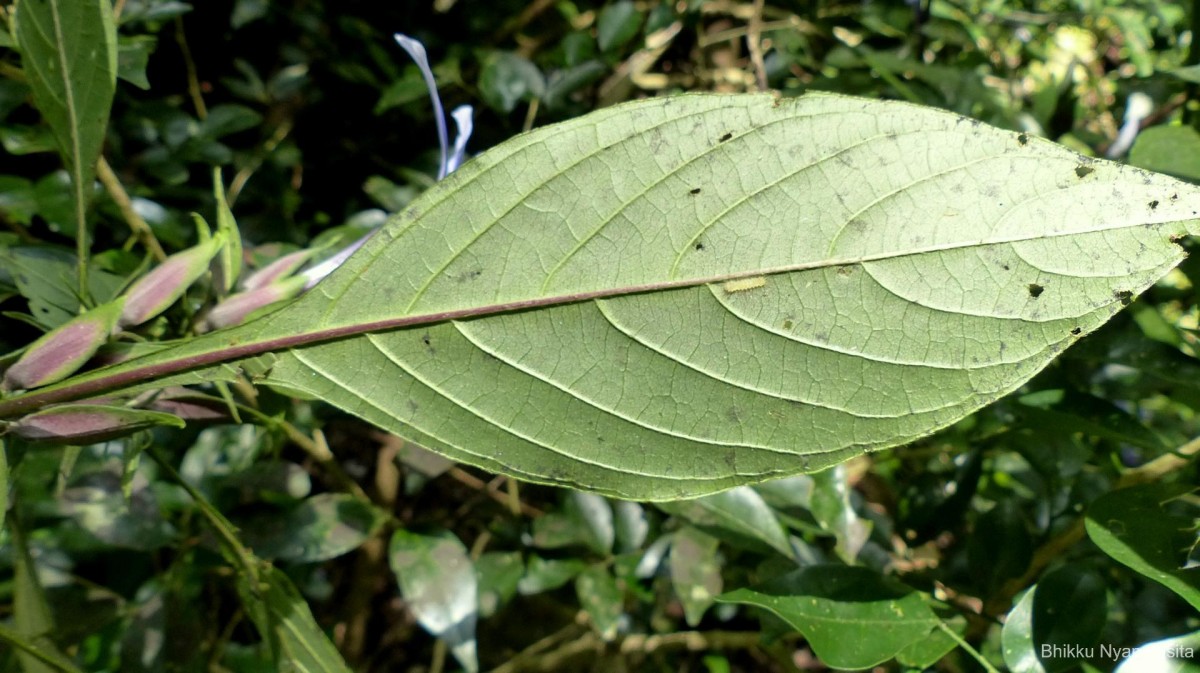 Barleria involucrata Nees